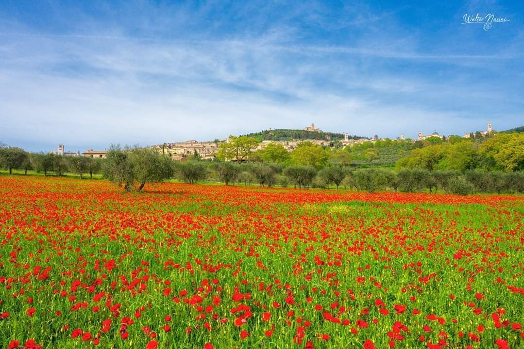 Cover image for Dove siamo section
